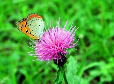 今日の誕生花と花言葉 体にやさしい薬草と 自然食 天然食材 今日の誕生花